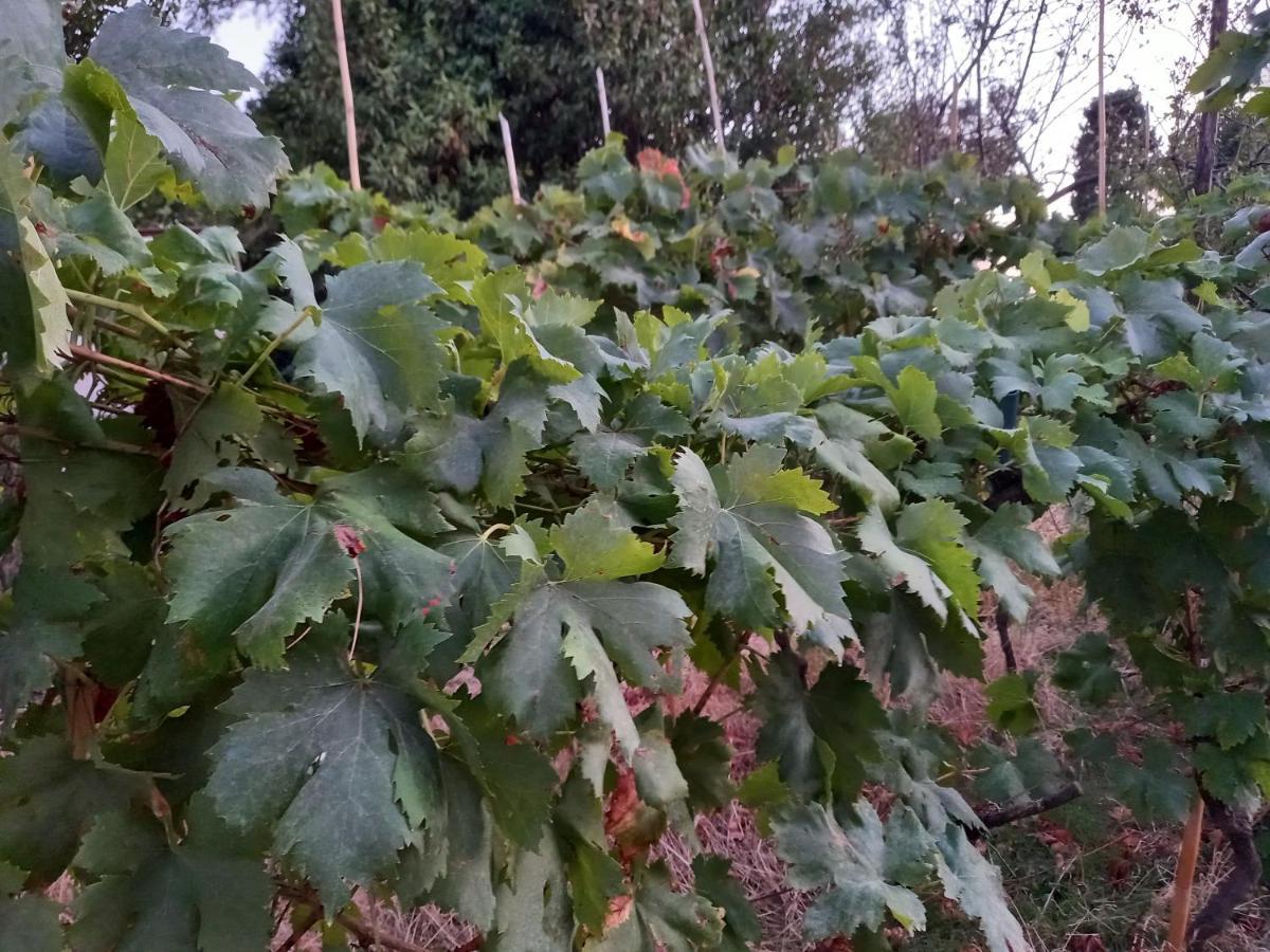 La Quiete Tra Le Vigne Tuscany Колесалвети Екстериор снимка