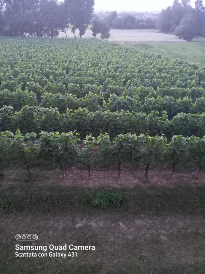 La Quiete Tra Le Vigne Tuscany Колесалвети Екстериор снимка